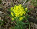 Euphorbia cyparissias